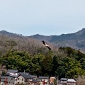 実際訪問したユーザーが直接撮影して投稿した祥雲寺公園兵庫県立 コウノトリの郷公園の写真