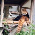 実際訪問したユーザーが直接撮影して投稿した昭和町動物園大牟田市動物園の写真