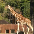 実際訪問したユーザーが直接撮影して投稿した野市町大谷動物園高知県立のいち動物公園の写真