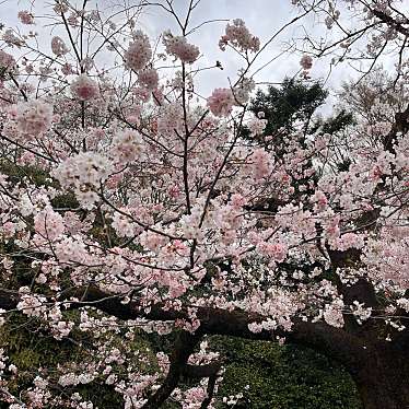 実際訪問したユーザーが直接撮影して投稿した深大寺元町公園神代植物公園 芝生広場の写真