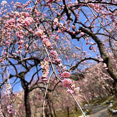 実際訪問したユーザーが直接撮影して投稿した藤原町鼎公園いなべ市梅林公園の写真