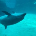 実際訪問したユーザーが直接撮影して投稿した港町水族館 / アクアリウム名古屋港水族館の写真