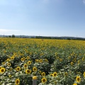 実際訪問したユーザーが直接撮影して投稿した湖東地域名所ひまわり村の写真