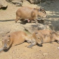 実際訪問したユーザーが直接撮影して投稿した富戸動物園伊豆シャボテン動物公園の写真