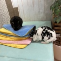 実際訪問したユーザーが直接撮影して投稿した片瀬海岸テーマカフェ猫喫茶 空陸家 江ノ島店の写真