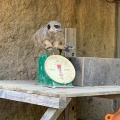 実際訪問したユーザーが直接撮影して投稿した船越町動物園九十九島動植物園 森きららの写真