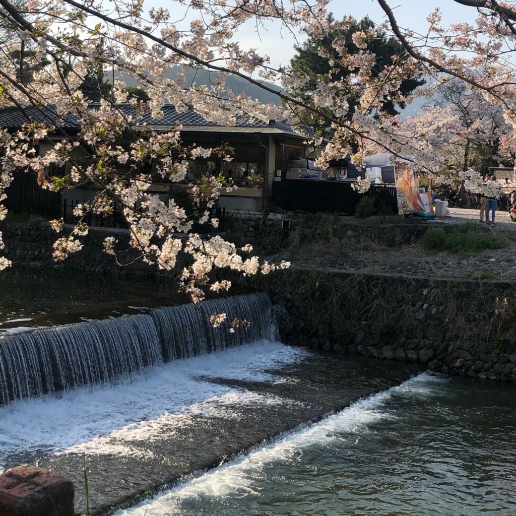 実際訪問したユーザーが直接撮影して投稿した嵯峨中ノ島町公園嵐山公園の写真