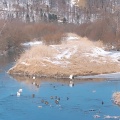 実際訪問したユーザーが直接撮影して投稿した下雪裡生息地 / 群生地・飛来地鶴見台の写真