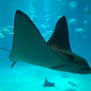 実際訪問したユーザーが直接撮影して投稿した海岸通水族館 / アクアリウム海遊館の写真