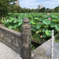 実際訪問したユーザーが直接撮影して投稿した上野公園橋天龍橋の写真