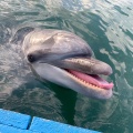 実際訪問したユーザーが直接撮影して投稿した津田町鶴羽水族館 / アクアリウム日本ドルフィンセンターの写真