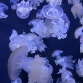 実際訪問したユーザーが直接撮影して投稿した今泉水族館 / アクアリウム鶴岡市立加茂水族館の写真