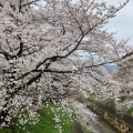 実際訪問したユーザーが直接撮影して投稿した恋の窪河川佐保川の写真