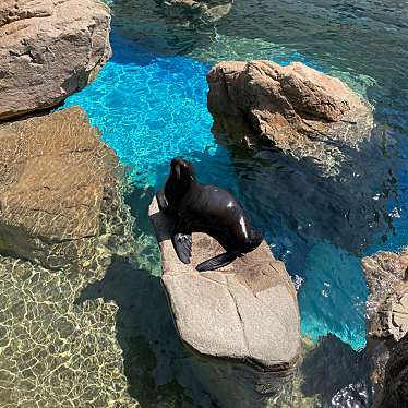 京都水族館のundefinedに実際訪問訪問したユーザーunknownさんが新しく投稿した新着口コミの写真