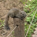 実際訪問したユーザーが直接撮影して投稿した薬師台動物園町田リス園の写真