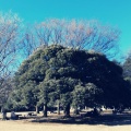 実際訪問したユーザーが直接撮影して投稿した光が丘広場光が丘公園 芝生広場の写真