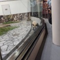 実際訪問したユーザーが直接撮影して投稿した堅田展示 / 観覧希少動物繁殖センター PANDA LOVE アドベンチャーワールドの写真
