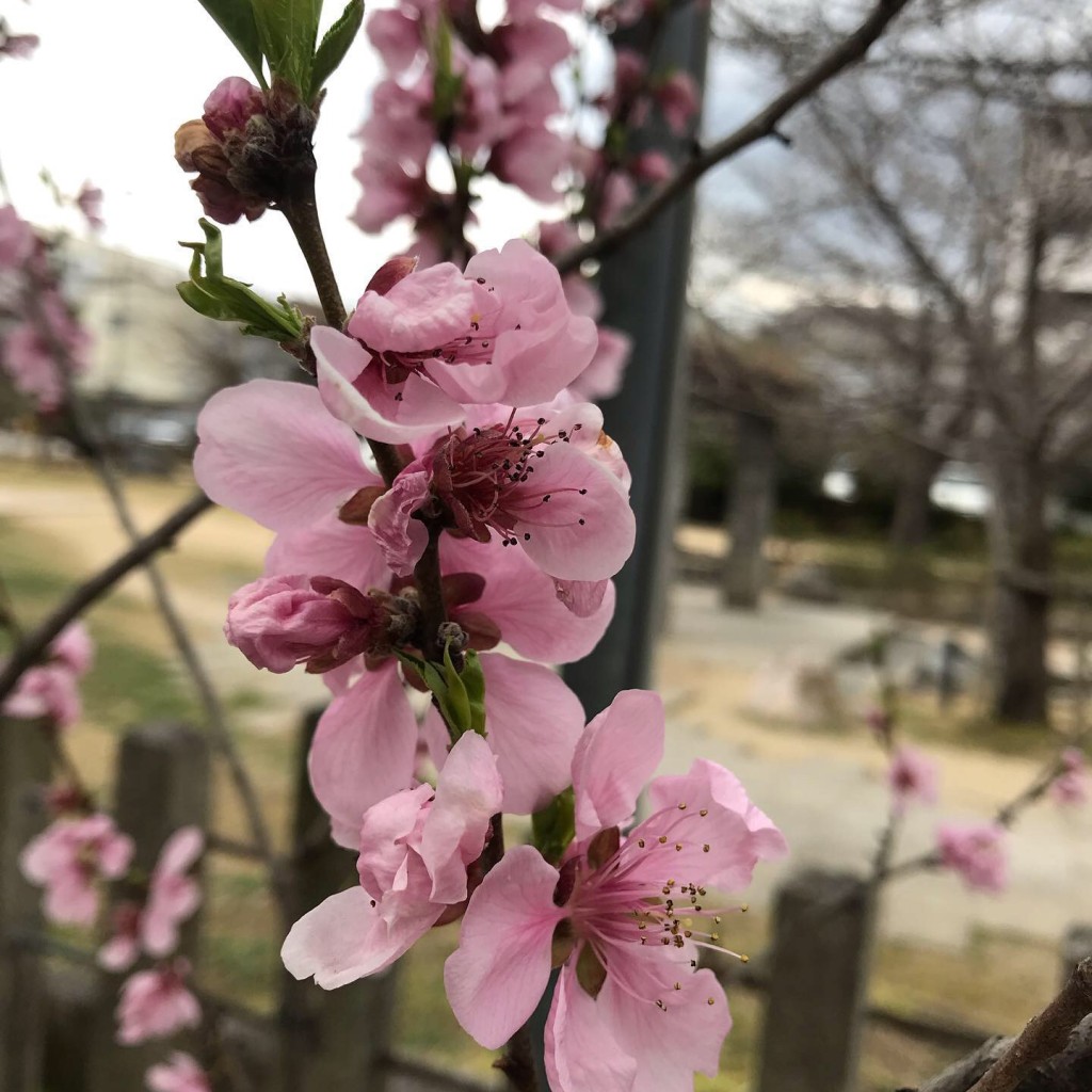 タエゾーさんが投稿した桜井町神社のお店首途八幡宮/カドデハチマングウの写真