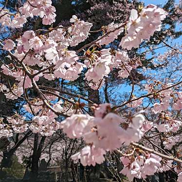 高遠城址公園のundefinedに実際訪問訪問したユーザーunknownさんが新しく投稿した新着口コミの写真