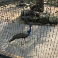 実際訪問したユーザーが直接撮影して投稿した小串郷動物園大崎くじゃく園の写真