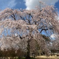 実際訪問したユーザーが直接撮影して投稿した国分寺広場天平の丘公園花広場の写真