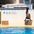 実際訪問したユーザーが直接撮影して投稿した内浦長浜水族館 / アクアリウム伊豆・三津シーパラダイスの写真