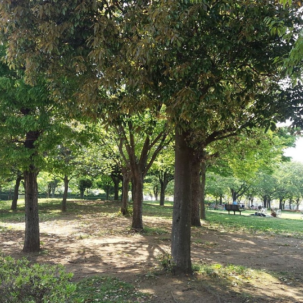 実際訪問したユーザーが直接撮影して投稿した三ツ堀公園梅郷4号公園の写真