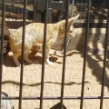 実際訪問したユーザーが直接撮影して投稿した御殿山動物園井の頭自然文化園の写真