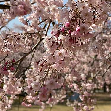 実際訪問したユーザーが直接撮影して投稿した山田町公園加賀市中央公園の写真