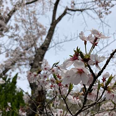 実際訪問したユーザーが直接撮影して投稿した東植田町公園公渕森林公園の写真