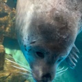 実際訪問したユーザーが直接撮影して投稿した浅虫水族館 / アクアリウム青森県営浅虫水族館の写真