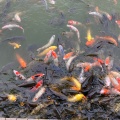 実際訪問したユーザーが直接撮影して投稿した長洲公園金魚と鯉の郷広場の写真