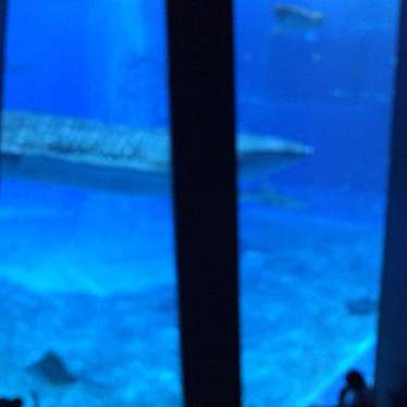 沖縄美ら海水族館のundefinedに実際訪問訪問したユーザーunknownさんが新しく投稿した新着口コミの写真