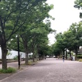 実際訪問したユーザーが直接撮影して投稿した神南散策路代々木公園 ケヤキ並木の写真