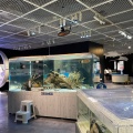 実際訪問したユーザーが直接撮影して投稿した名瀬大字小宿水族館 / アクアリウム奄美海洋展示館の写真