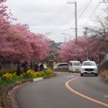 実際訪問したユーザーが直接撮影して投稿した南下浦町上宮田桜の名所三浦海岸河津桜並木の写真