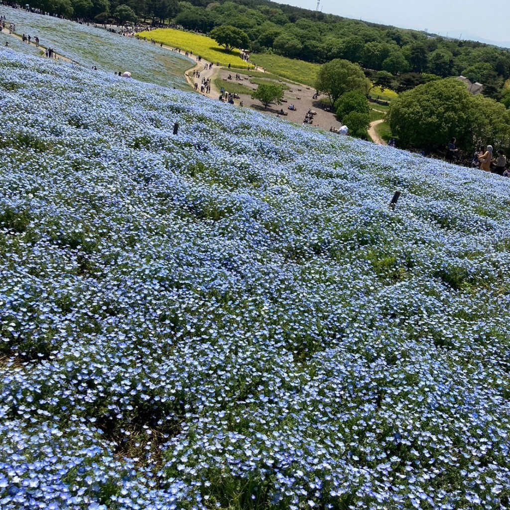 ユーザーが投稿したジャンボつくね串の写真 - 実際訪問したユーザーが直接撮影して投稿した馬渡スイーツひたち海浜公園中央口売店の写真