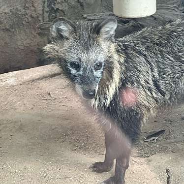 天王寺動物園のundefinedに実際訪問訪問したユーザーunknownさんが新しく投稿した新着口コミの写真