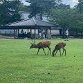 実際訪問したユーザーが直接撮影して投稿した登大路町公園奈良公園 登大路園地の写真