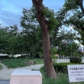 実際訪問したユーザーが直接撮影して投稿した元町公園元町中公園の写真