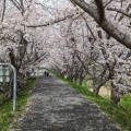 実際訪問したユーザーが直接撮影して投稿した粉河桜の名所さくらのトンネルの写真