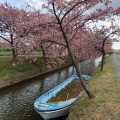 実際訪問したユーザーが直接撮影して投稿した笠松町公園笠松河津桜ロードの写真