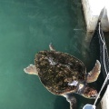 実際訪問したユーザーが直接撮影して投稿した高松動物ふれあい志布志湾大黒 イルカランドの写真