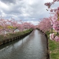 実際訪問したユーザーが直接撮影して投稿した笠松町公園笠松河津桜ロードの写真