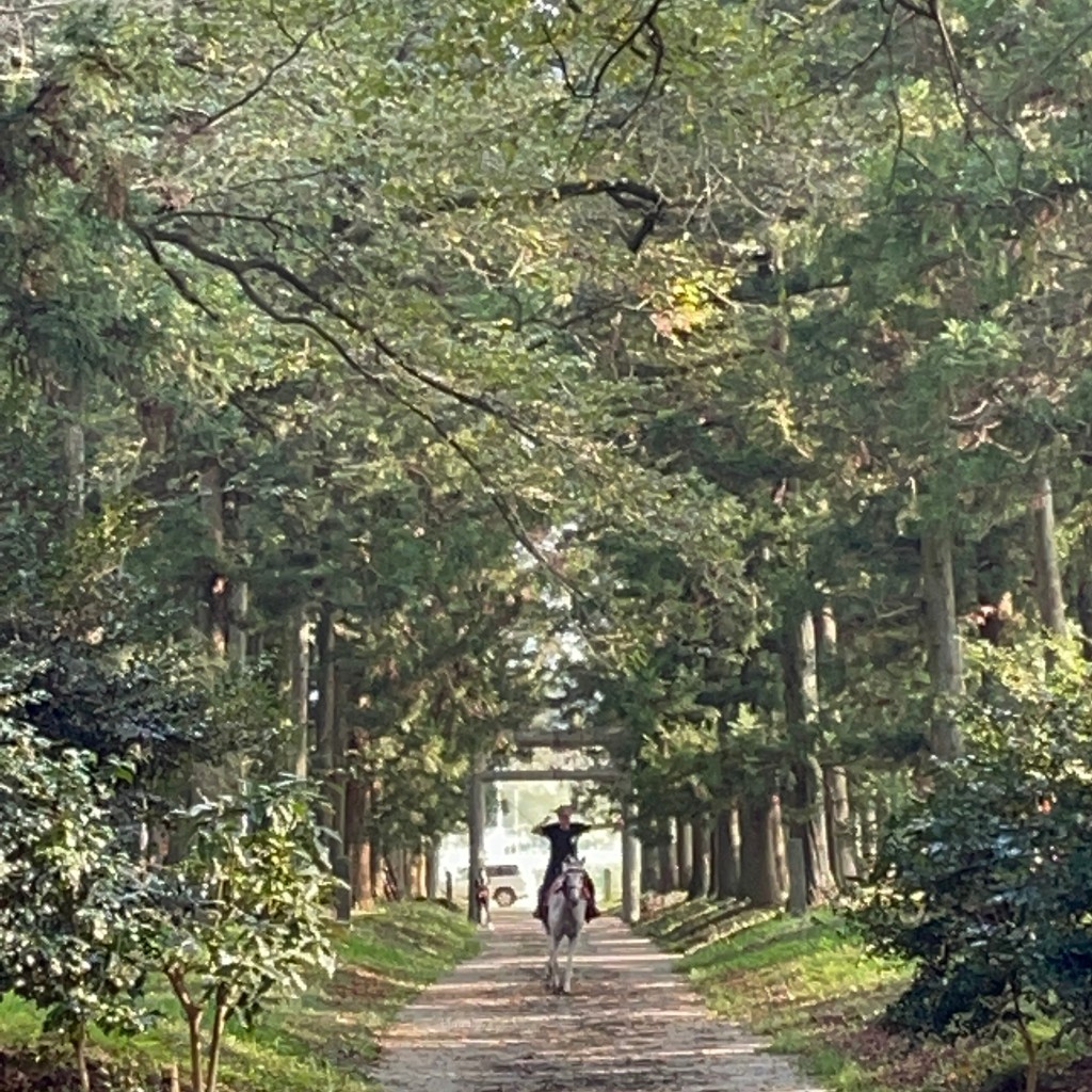 実際訪問したユーザーが直接撮影して投稿した南金丸自然名所那須神社の杉並木の写真