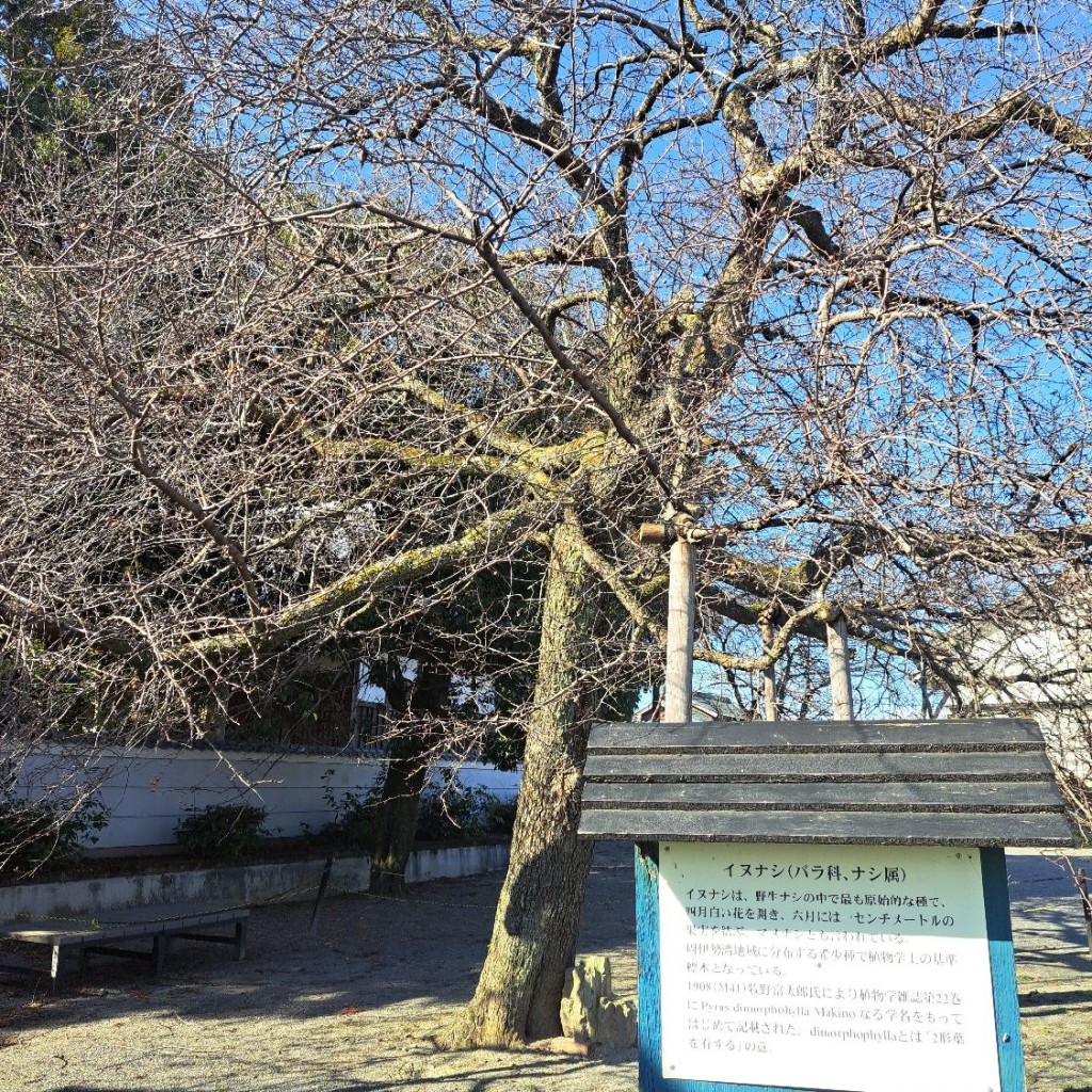 実際訪問したユーザーが直接撮影して投稿した鳥取名木鳥取神社イヌナシの木の写真