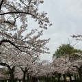 実際訪問したユーザーが直接撮影して投稿した公園宝野公園の写真