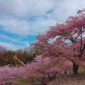 実際訪問したユーザーが直接撮影して投稿した柳自然名所おおいゆめの里の写真