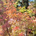 実際訪問したユーザーが直接撮影して投稿した内山神社竈門神社の写真