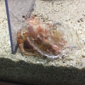 実際訪問したユーザーが直接撮影して投稿した(番地が直接)水族館 / アクアリウム京都大学 白浜水族館の写真